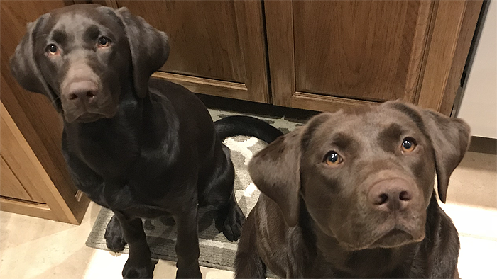 Two Breukhaven Pups